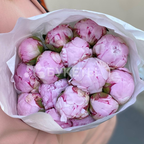 Розовые пионы (15 шт)